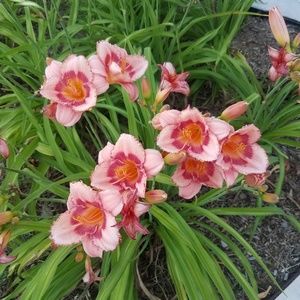 Meet your Posher, Randy